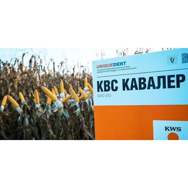Кавалер ФАО 250 КВС, насіння кукурудзи KWS 14 кг