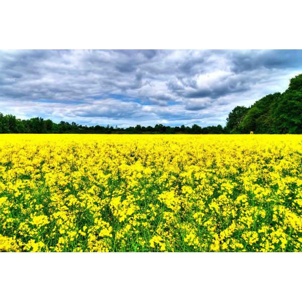 Іммортал ДК Monsanto насіння озимого ріпаку, (Монсанто)