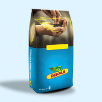 Пласід ДК Monsanto насіння озимого ріпаку, (Монсанто)