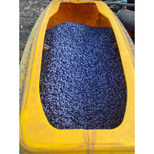 ЛГ 50609 SX Лімагрейн (Гранстар), насіння соняшника LG 50609 SX Limagrain 10 кг