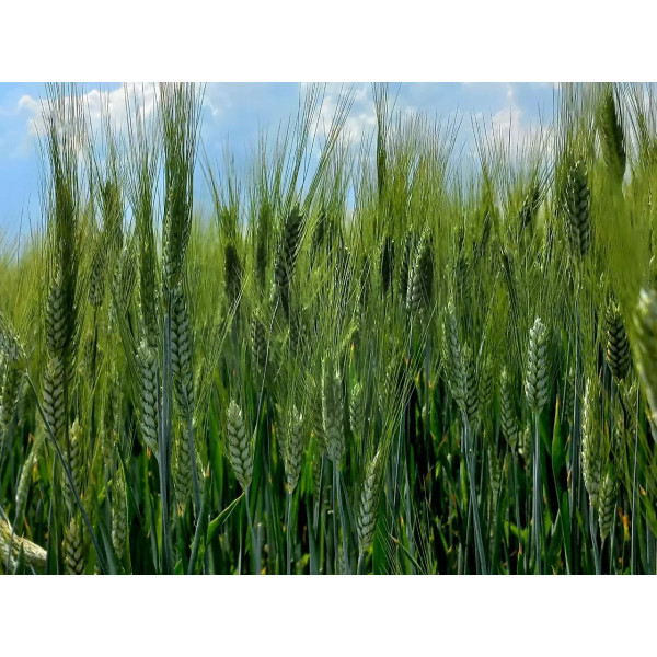 Алтіго Limagrain Еліта насіння озимої пшениці, (Лімагрейн), оста
