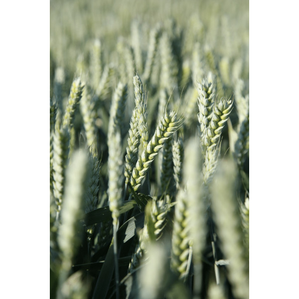 Оптиміст Limagrain Еліта насіння озимої пшениці (Лімагрейн), безоста