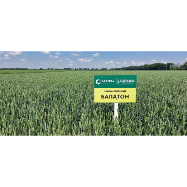 Балатон, Saatbau Еліта насіння озимої пшениці, Saatbau (Заатбау), безоста