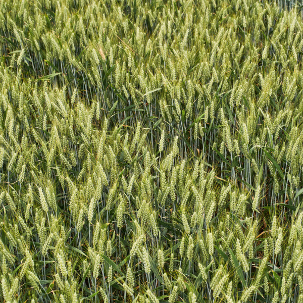 Ультім KWS Еліта насіння озимої пшениці, (КВС), оста