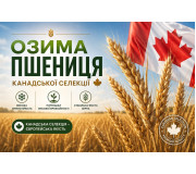 Насіння озимої пшениці Канадської селекції
