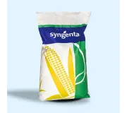Насіння кукурудзи Сінгента (Syngenta)