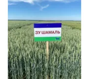 Насіння озимої пшениці,Saaten-Union (Заатен Уніон)